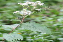Polygonum chinense